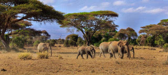 Safári privado pelo Parque Nacional de Amboseli