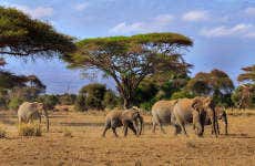 Safari privado por el Parque Nacional de Amboseli