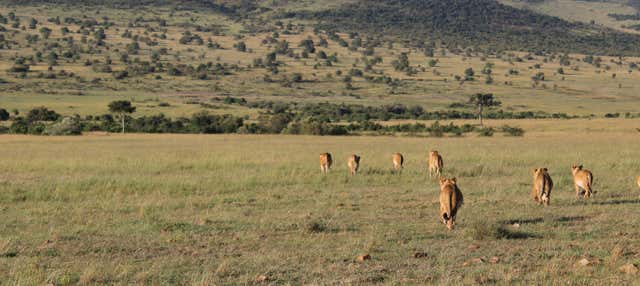 Safari de 4 días por Masái Mara y el lago Nakuru