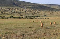 Safari de 4 días por Masái Mara y el lago Nakuru