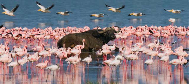 Safari de 5 días por Masái Mara, Lago Nakuru y Parque Nacional Aberdare