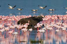 Safari de 5 días por Masái Mara, Lago Nakuru y Parque Nacional Aberdare