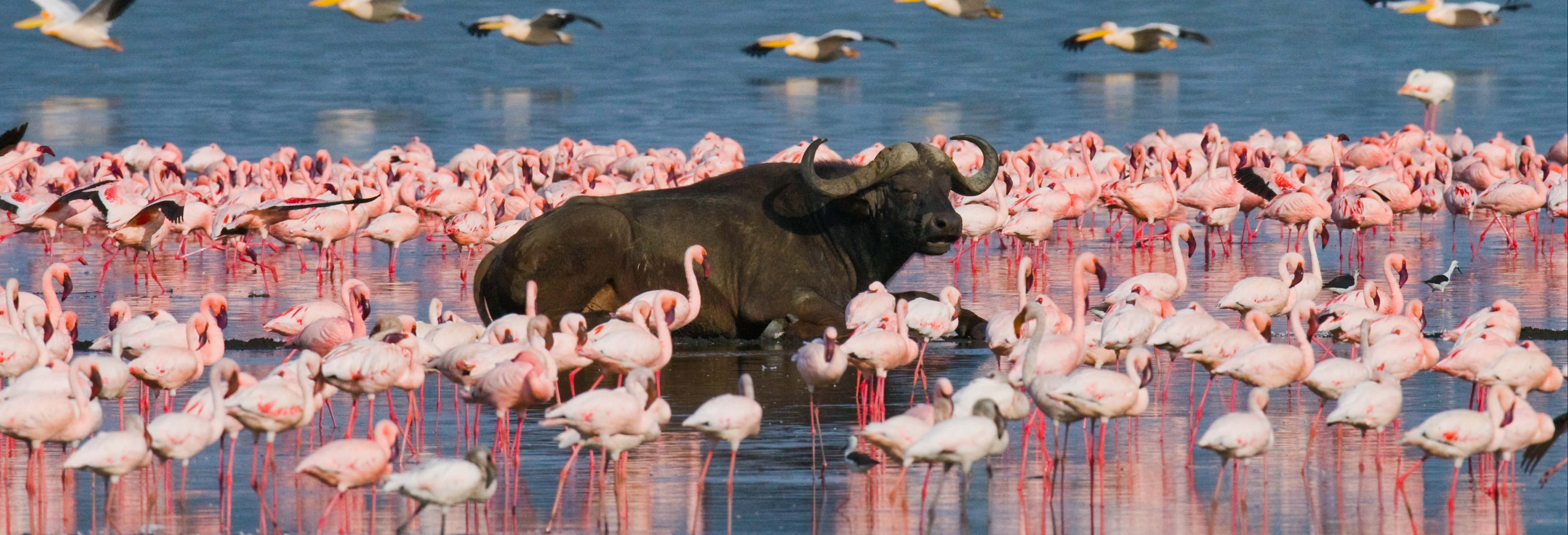 Excursiones de varios días en Nairobi