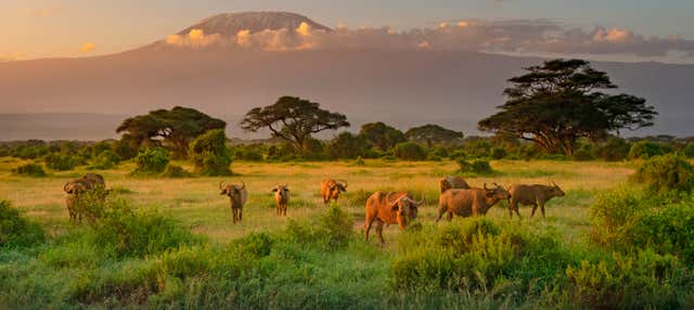 2-Day Amboseli National Park Private Safari