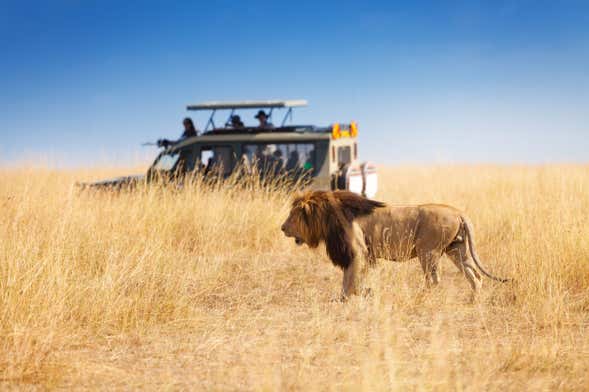Safari privato di 6 giorni a Masai Mara, Amboseli e lago Naivasha