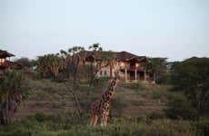 Safari privado de 2 o 3 días por la Reserva Nacional de Samburu
