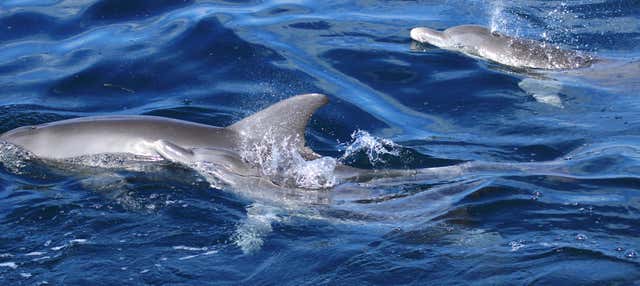 Avistamiento de delfines en Watamu + Snorkel