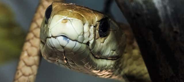 Bio-Ken Snake Farm Day Trip