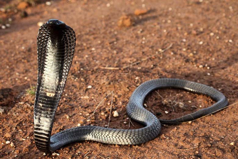 Serpent du Bio-Ken Snake Farm