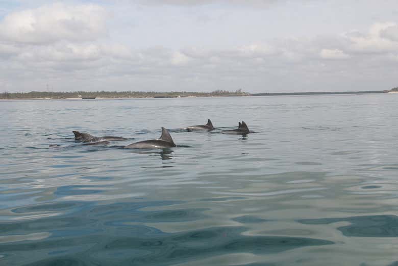 Enjoying the dolphins