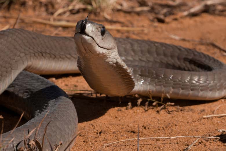 Get to know the biodiversity in Kenya with a visit to Bio-Ken