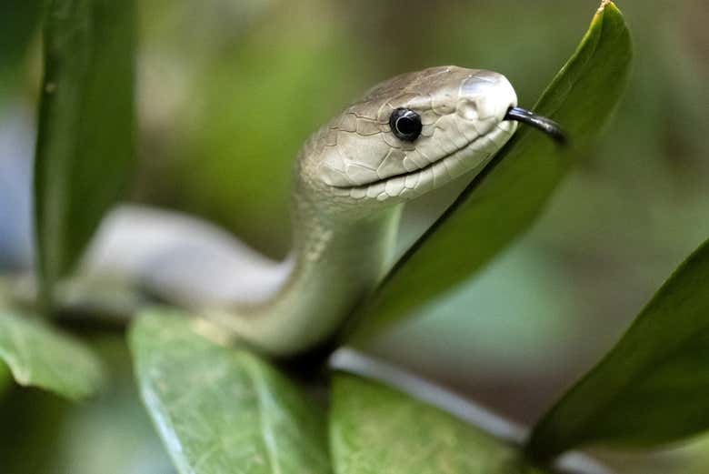 Get to know the black mamba