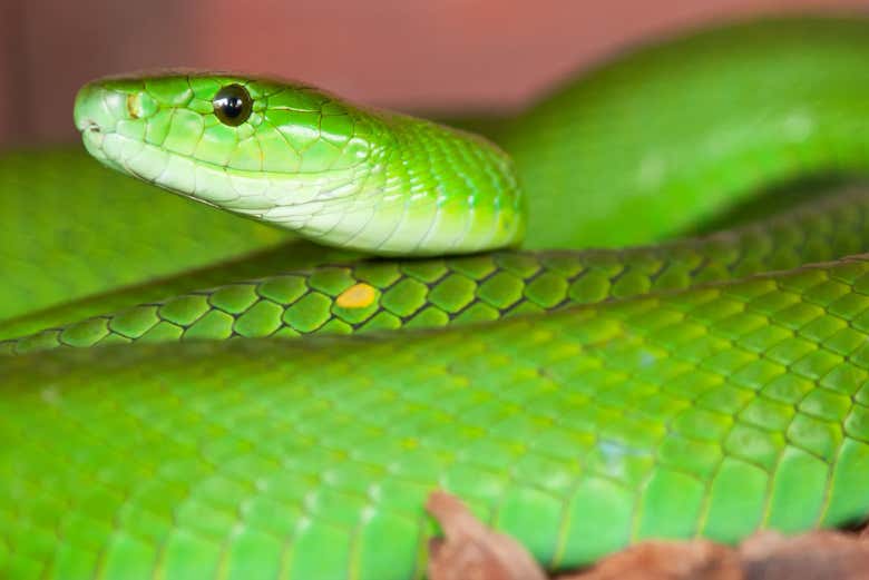 Glimpse Green Mamba snakes, some of the deadliest in the world