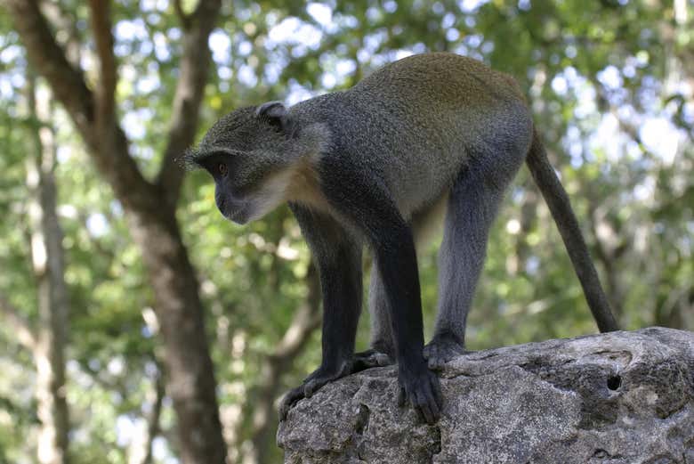 An inhabitant of the ruins