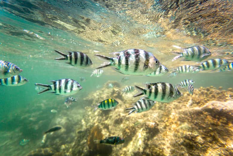 Fish in Watamu waters