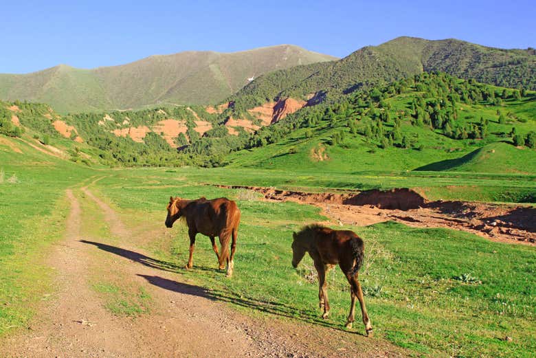 Chevaux à Chunkurchak Gorge