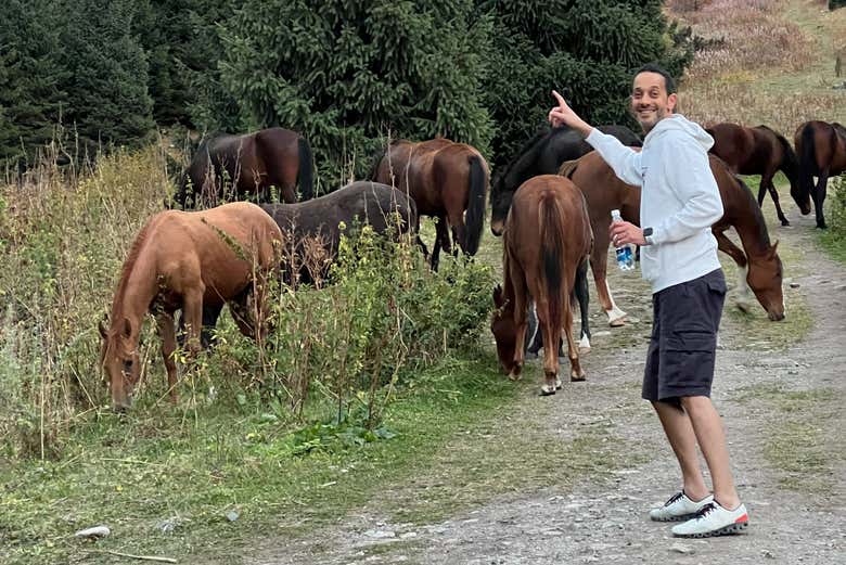 Watch horses grazing in the national park