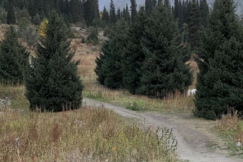 Discover the forest trail in summer season in Ala Archa