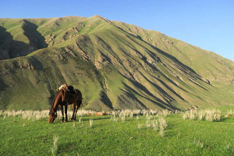 Cavalo pastando em Kol-Ukok