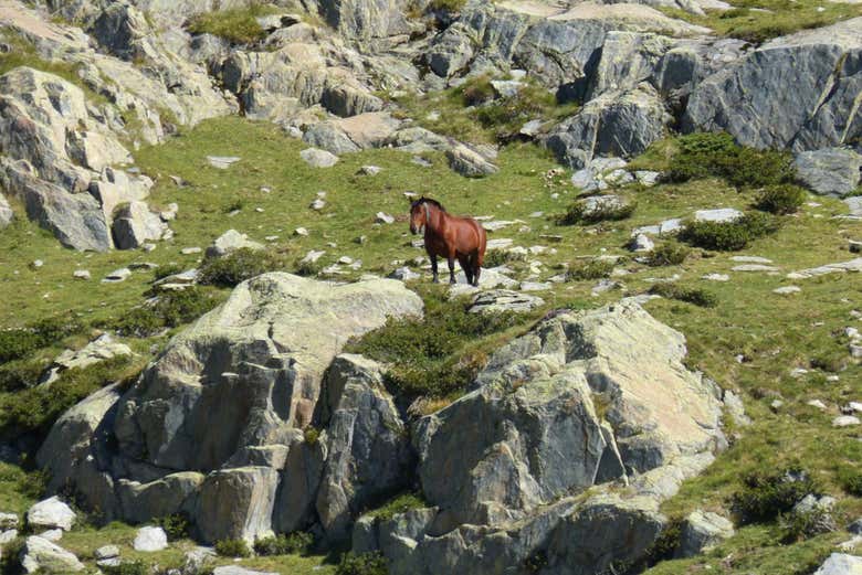 Un cheval de l'excursion