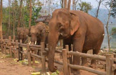 Campamento de elefantes, cuevas de Pak Ou y río Mekong