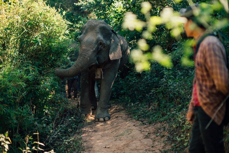 Elefante asiático del Mekong Elephant Park