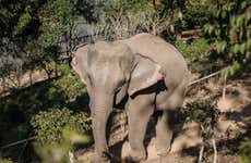 Visita a Mekong Elephant Park