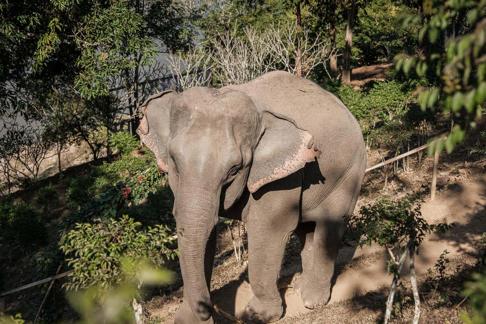 Visita a Mekong Elephant Park