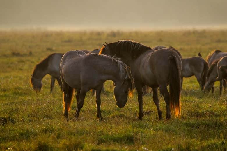 Vous découvrirez la nature sauvage du parc national de Kemeri