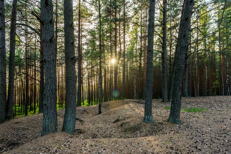 Forêt du parc national de Kemeri