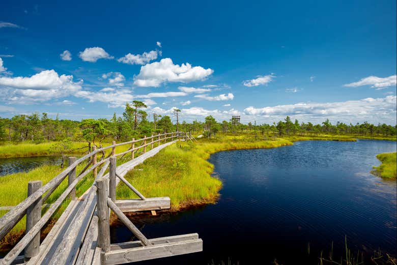 Admirez la nature sauvage du parc national de Kemeri