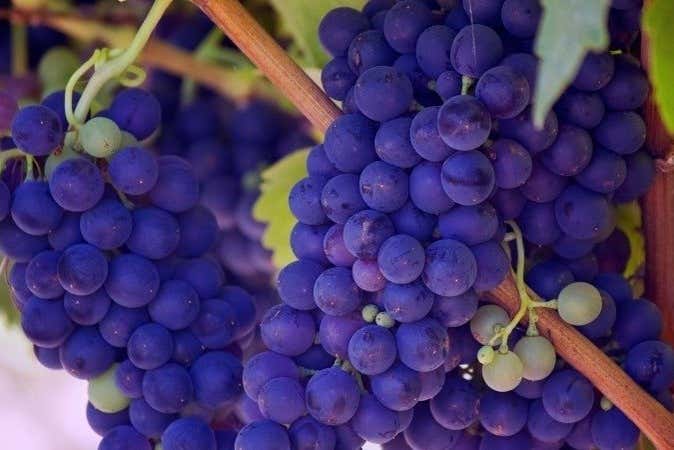 A la découverte du vin du Liban