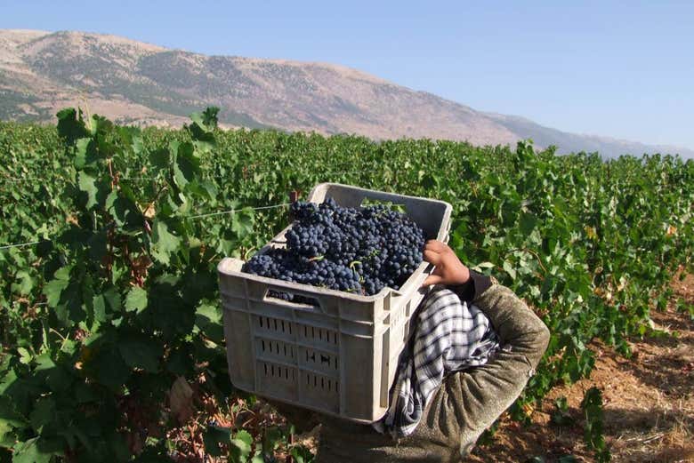 Découverte des vignobles du Liban