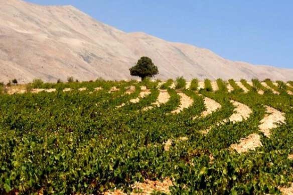 Paysage de vignoble