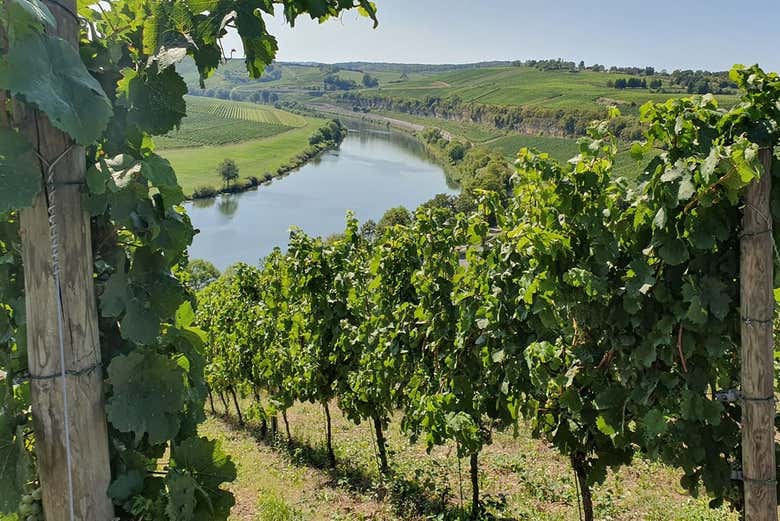 Vigneti della cantina Benoît & Claude