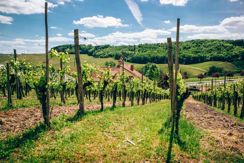 Durante il tour dei vigneti di Benoît & Claude