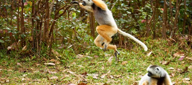 9-Day Tour of Madagascar