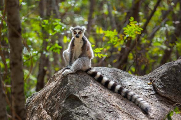Lemurs of Madagascar Private Tour