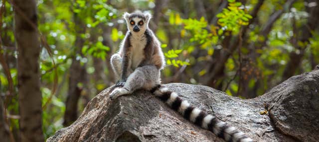 Excursion privée aux réserves d'Analamazoatra et de Vakôna