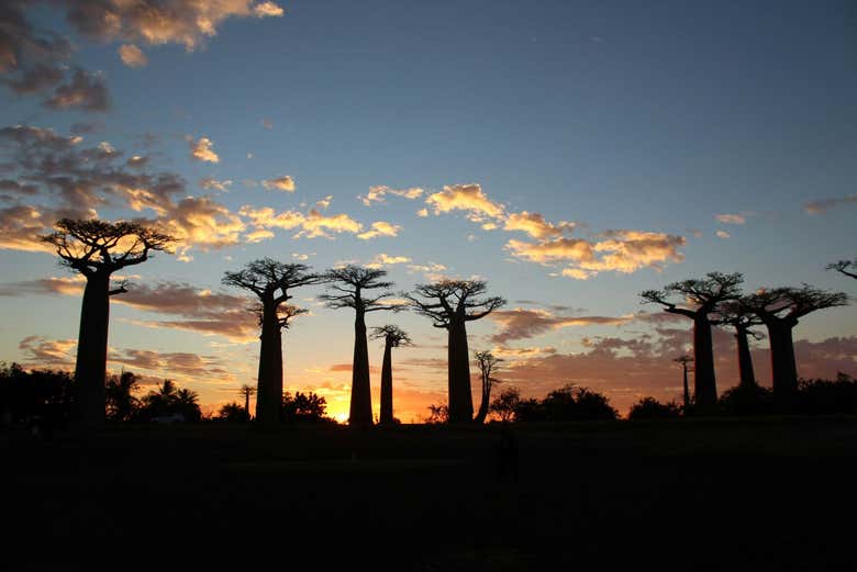 El amanecer con las siluetas de Baobabs