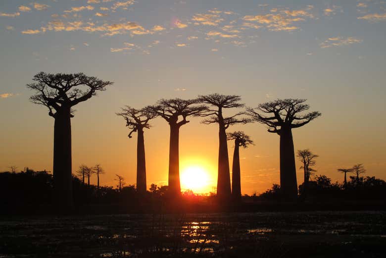 Entardecer na Avenida dos Baobás
