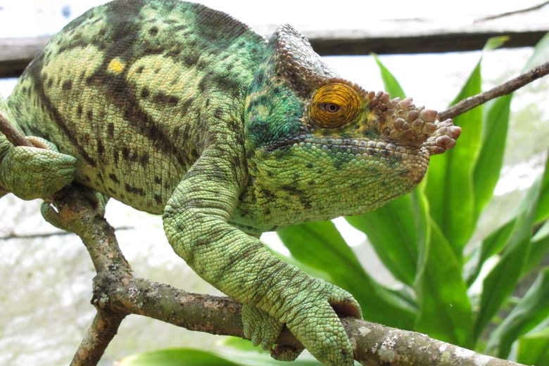 Camaleão verde na Reserva Peyrieras