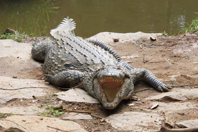 Um crocodilo em Andasibe