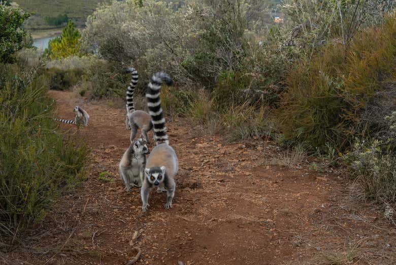 Uma família de lêmures em Madagascar