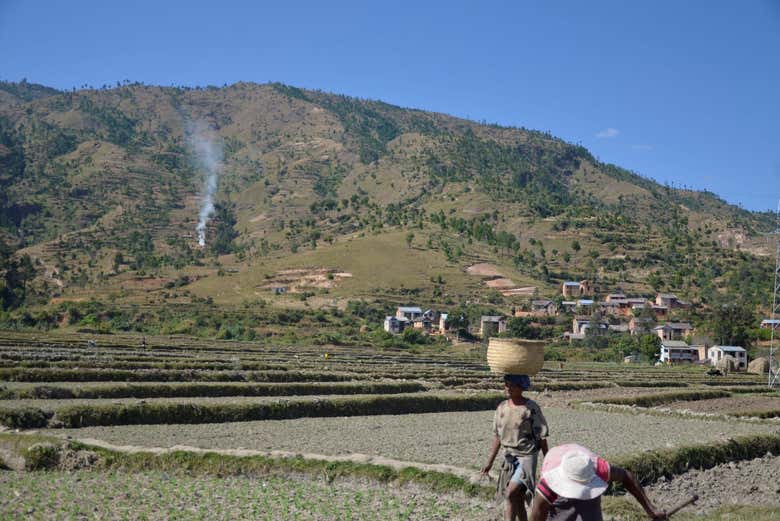 Una típica escena de Madagascar