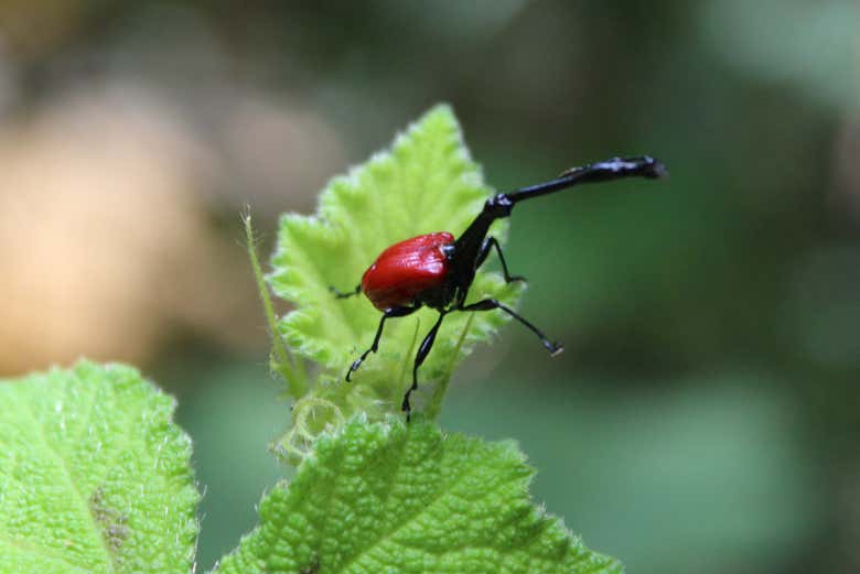 Insectos en la reserva Analamazoatra