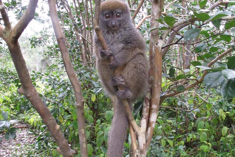 Um lêmure em uma árvore em Andasibe