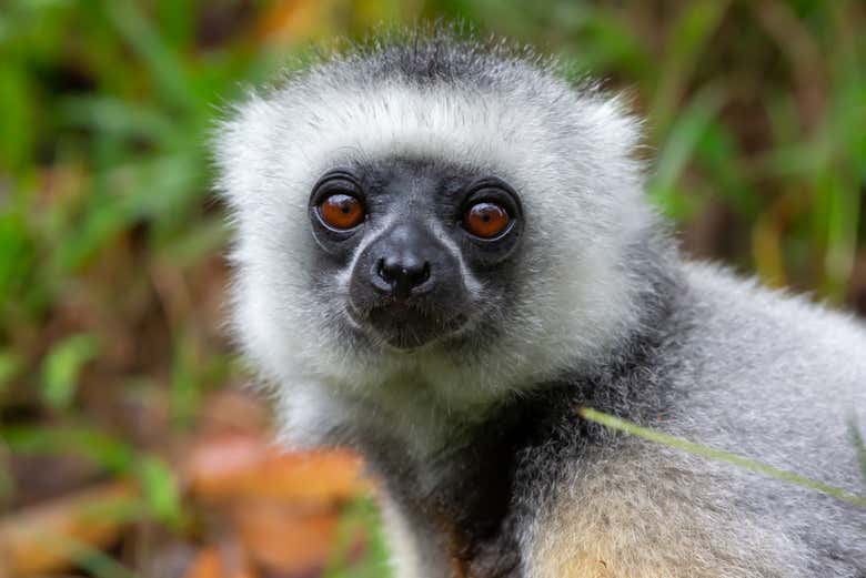 Un lémur sifaka