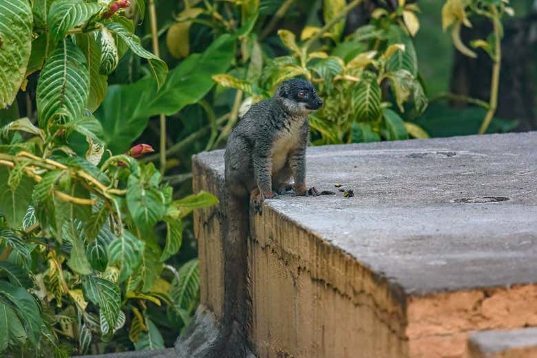 Conociendo a los lémur en Vakona