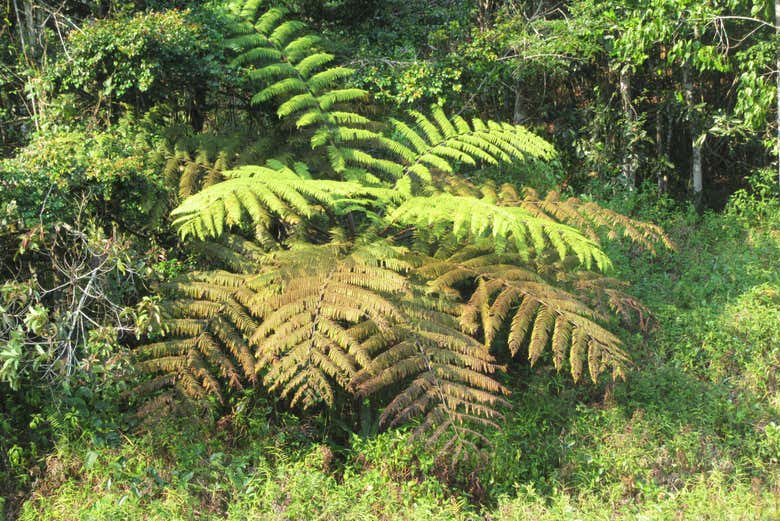 Naturaleza de la reserva Analamazoatra